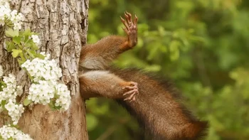 Tupai yang terjebak” karya Milko Marchetti. Pemenang Keseluruhan & Pemenang Kategori Mamalia. Foto: Nikon Comedy Wildlife Photography Awards
