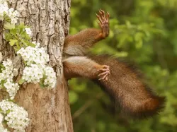 Jawara Comedy Wildlife Photography Awards 2024 Bikin Ngakak