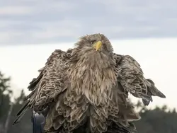 Jawara Comedy Wildlife Photography Awards 2024 Bikin Ngakak