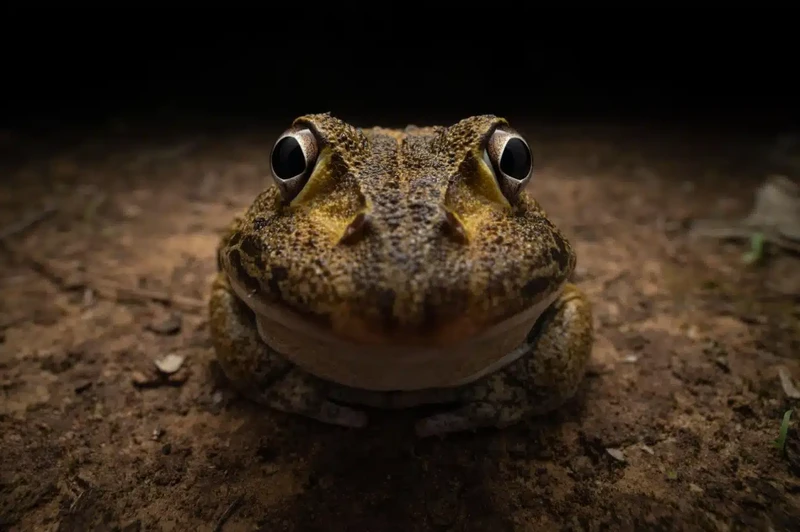Nikon Comedy Wildlife Photography Awards 2024