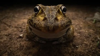 Awkward smiley frog karya Kingston Tam. Nikon Young Photographer Winner (25 and Under). Foto: Nikon Comedy Wildlife Photography Awards