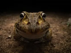 Jawara Comedy Wildlife Photography Awards 2024 Bikin Ngakak