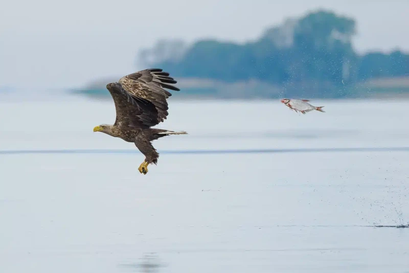 Nikon Comedy Wildlife Photography Awards 2024