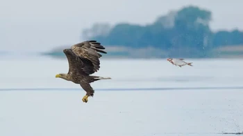 Pertukaran peran yang tidak terduga oleh Przemyslaw Jakubczyk. Pemenang Hewan Akuatik Foto: Nikon Comedy Wildlife Photography Awards