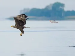 Jawara Comedy Wildlife Photography Awards 2024 Bikin Ngakak