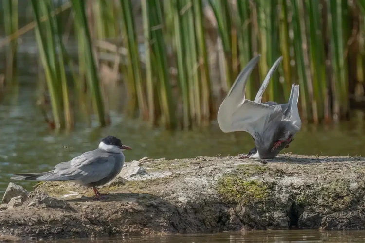 Nikon Comedy Wildlife Photography Awards 2024