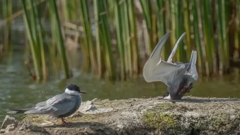 Whiskered Tern menabrak saat mendarat oleh Damyan Petkov. Pemenang kategori Burung Foto: Nikon Comedy Wildlife Photography Awards