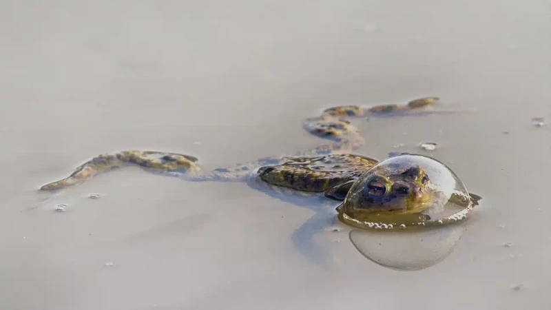 Nikon Comedy Wildlife Photography Awards 2024