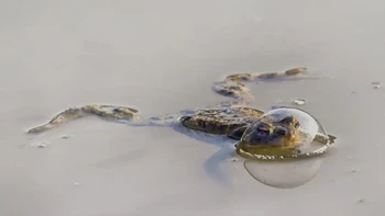 Katak dalam balon oleh Eberhard Ehmke. Pemenang kategori Reptil. Foto: Nikon Comedy Wildlife Photography Awards