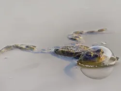 Jawara Comedy Wildlife Photography Awards 2024 Bikin Ngakak