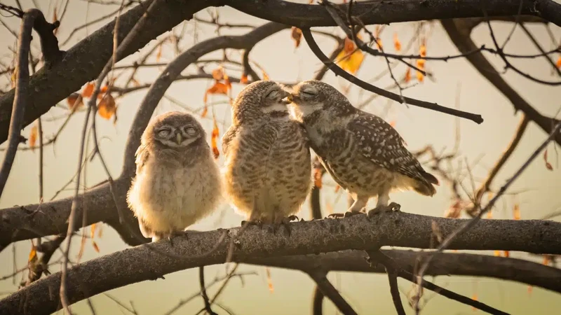 Nikon Comedy Wildlife Photography Awards 2024