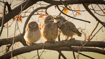 Smooching owlets oleh Sarthak Ranganadhan. Pemenang Nikon Junior (16 dan di bawah). Foto: Nikon Comedy Wildlife Photography Awards