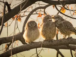 Jawara Comedy Wildlife Photography Awards 2024 Bikin Ngakak