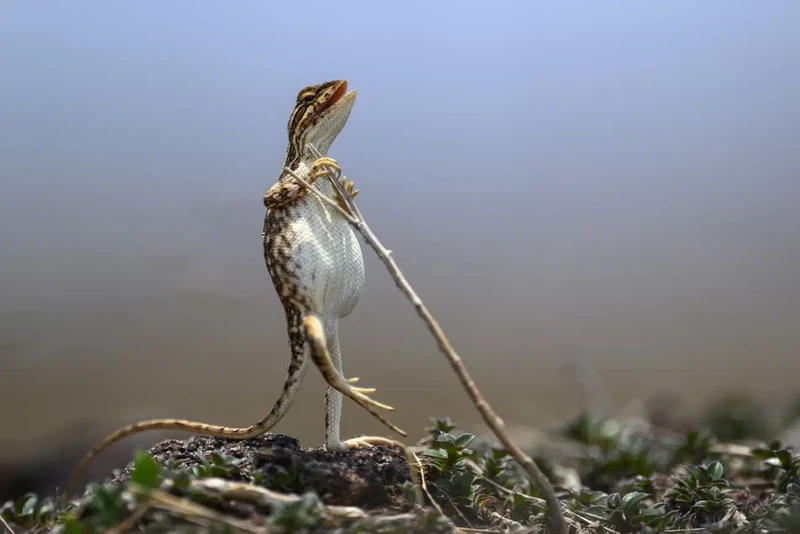 Nikon Comedy Wildlife Photography Awards 2024