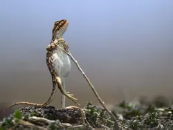 Jawara Comedy Wildlife Photography Awards 2024 Bikin Ngakak