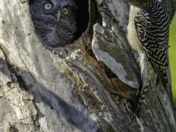 Jawara Comedy Wildlife Photography Awards 2024 Bikin Ngakak