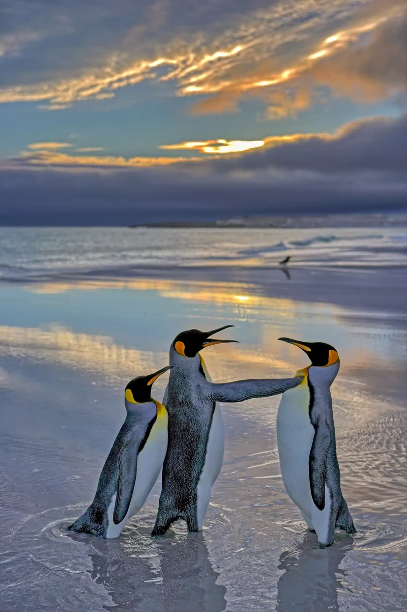 Nikon Comedy Wildlife Photography Awards 2024