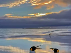 Jawara Comedy Wildlife Photography Awards 2024 Bikin Ngakak