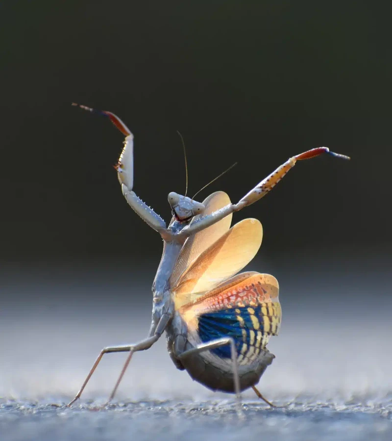 Nikon Comedy Wildlife Photography Awards 2024