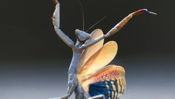 Mantis Flamenca oleh Jose Miguel Gallego Molina. Pemenang kategori Serangga.  Foto: Nikon Comedy Wildlife Photography Awards