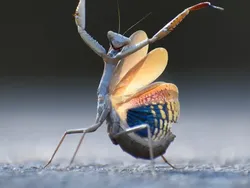 Jawara Comedy Wildlife Photography Awards 2024 Bikin Ngakak