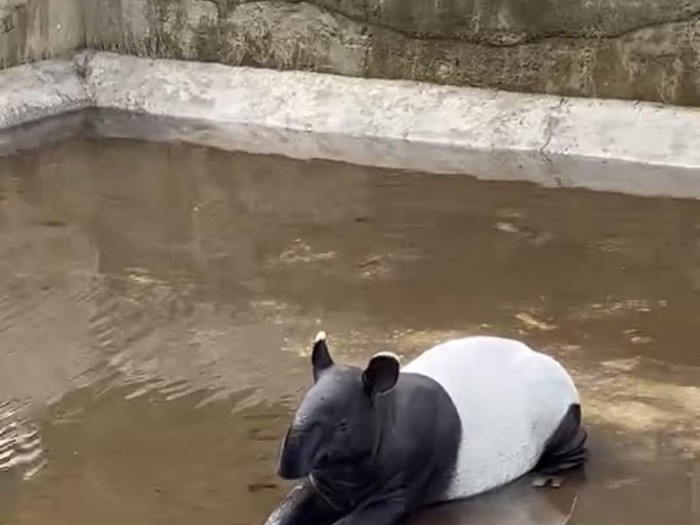 Penampakan tapir yang terperangkap di Dinas Kelautan dan Perikanan Kabupaten Pasaman Barat