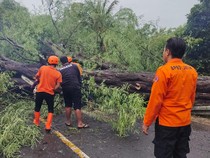 Siapkan Diri! Tips Menghadapi Pohon Tumbang Saat Berwisata
