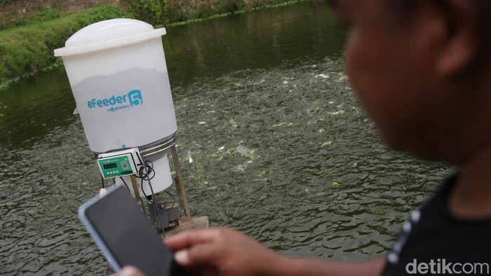 Tambak ikan di Palas, Kabupaten Lampung Selatan, telah menggunakan alat pakan otomatis. Teknologi digital ini membantu petambak memberi pakan ternak lebih efisien.