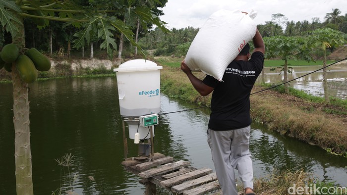 Tambak ikan di Palas, Kabupaten Lampung Selatan, telah menggunakan alat pakan otomatis. Teknologi digital ini membantu petambak memberi pakan ternak lebih efisien.