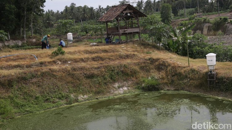 Potret Tambak Ikan dengan Alat Pakan Otomatis di Lampung Selatan Tambak ikan di Palas, Kabupaten Lampung Selatan, telah menggunakan alat pakan otomatis. Teknologi digital ini membantu petambak memberi pakan ternak lebih efisien.