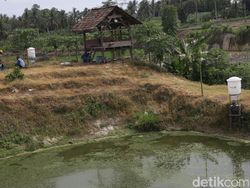 Alat Ini Bantu Petambak di Lampung Selatan Kasih Pakan Ternak Otomatis