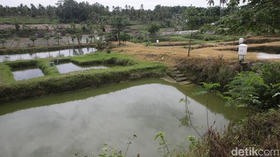 Potret Tambak Ikan dengan Alat Pakan Otomatis di Lampung Selatan