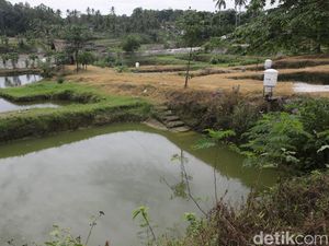 Potret Tambak Ikan dengan Alat Pakan Otomatis di Lampung Selatan