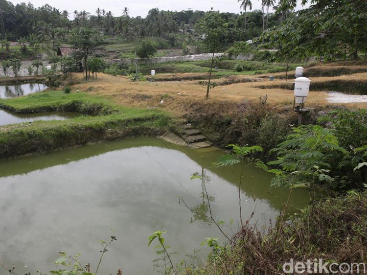 Potret Tambak Ikan dengan Alat Pakan Otomatis di Lampung Selatan