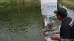 Potret Tambak Ikan dengan Alat Pakan Otomatis di Lampung Selatan