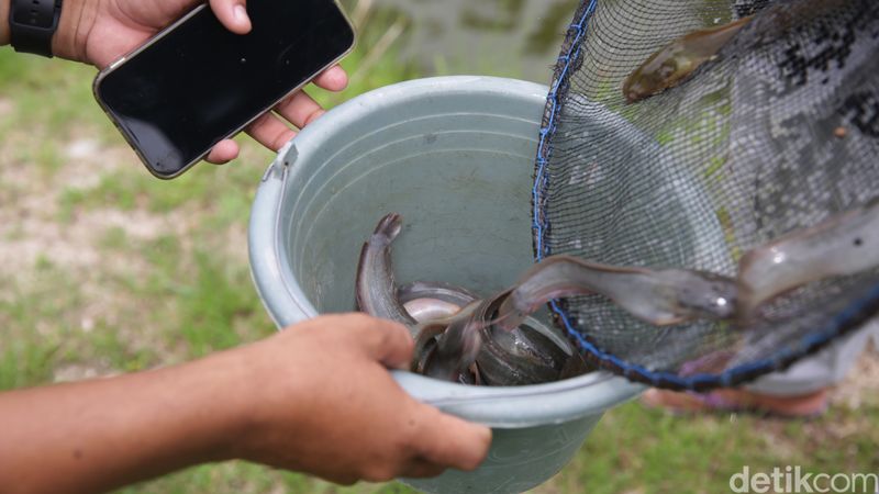 Tambak ikan di Palas, Kabupaten Lampung Selatan, telah menggunakan alat pakan otomatis. Teknologi digital ini membantu petambak memberi pakan ternak lebih efisien.