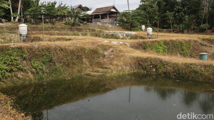 Tambak ikan di Palas, Kabupaten Lampung Selatan, telah menggunakan alat pakan otomatis. Teknologi digital ini membantu petambak memberi pakan ternak lebih efisien.