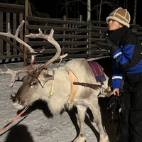 Demi mencari aurora, Raline juga sempat mengendarai raindeer sleigh. Pengalaman yang tak terlupakan jalan pada tengah malam lewat hutan ke lapangan es yang luas dengan langit penuh bintang menunggu Aurora Borealis yang indah, tulis Raline. Foto: Instagram/@ralineshah