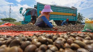 Raup Cuan dari Bisnis Kacang Mete