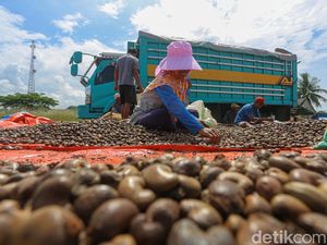 Raup Cuan dari Bisnis Kacang Mete