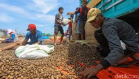 Omzet untuk satu musim itu bisa Rp 2 miliar lebih. Kalau untungnya ratusan juta lah. Kita kan ini per orang kadang ada yang punya anggota, ujar Edi. Jadi, keuntungan untuk keseluruhan anggota ratusan juta, itu untung bareng-bareng. Tapi untuk perorangan itu bisa sampai Rp 10-Rp 20 juta. Kita punya anggota kan 10 orang, lanjutnya. 