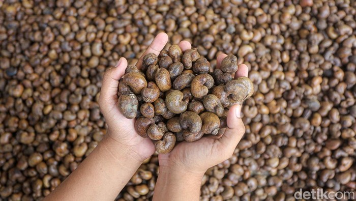 Pengepul kacang mete beraktifitas di Langara, Wawonii, Konawe Kepulauan, Sulawesi Tenggara.