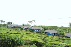 Eksotisme Pesona Alam Cibuni Estate Ciwidey