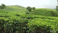 Perkebunan teh di dalam kawasan Cibuni Estate.