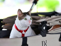 Video: Ketar-ketir Lihat Bobby Kertanegara Ditabok Kucing Pororo