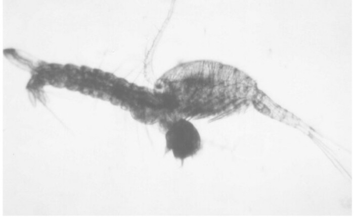 Foto seekor copepod memakan jentik nyamuk Aedes