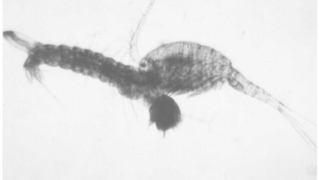 Foto seekor copepod memakan jentik nyamuk Aedes