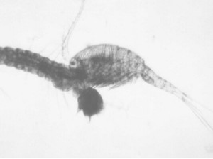 Mengenal Copepod, Si Imut Rakus Pemakan Jentik Nyamuk