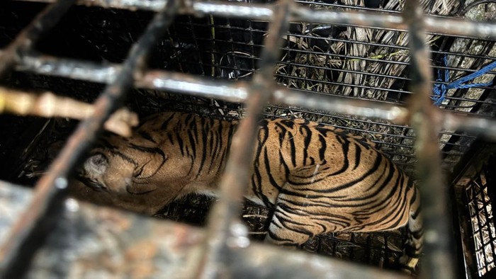 Harimau sumatera diduga tewaskan warga Lampung Barat tertangkap jebakan.
