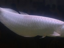 10 Ikan Hias Termahal di Dunia, Paling Mahal dari Asia Tenggara